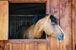 Image of Horse in Barn